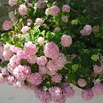 Gospodarstwo wiejskie Rosemary House Saranda
