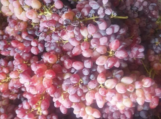 Rosemary House Sarandë