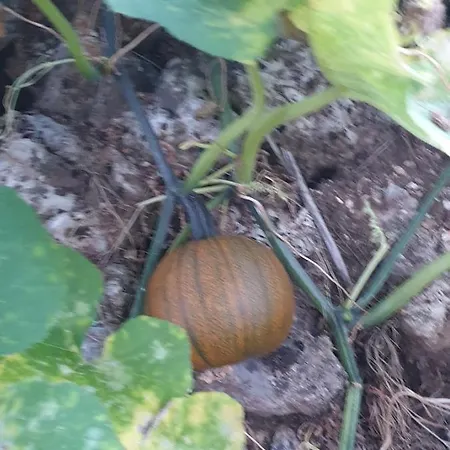 Rosemary House * Sarandë