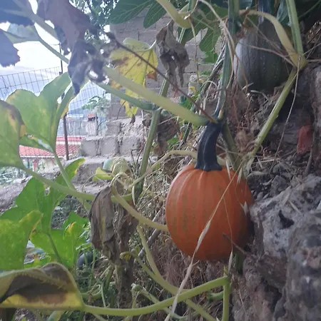 Rosemary House Kır Evi