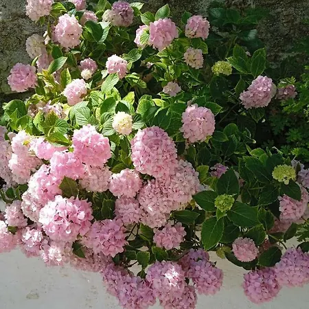 Casa rural Rosemary House Sarandë