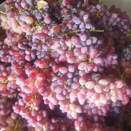 Rosemary House Sarandë