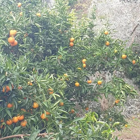 Kır Evi Rosemary House