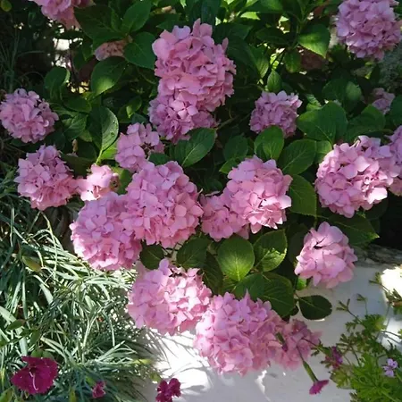 Casa rural Rosemary House *