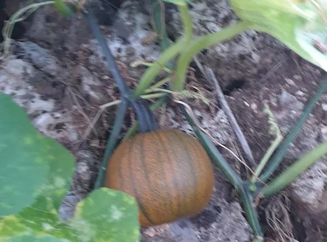 Rosemary House * Sarandë