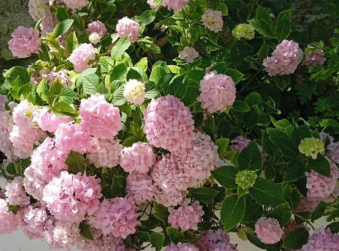 منزل ريفي Rosemary House ساراندا