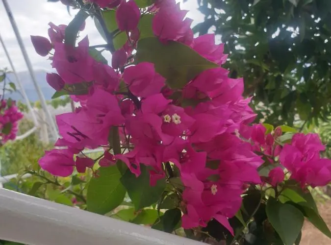 Rosemary House Sarandë