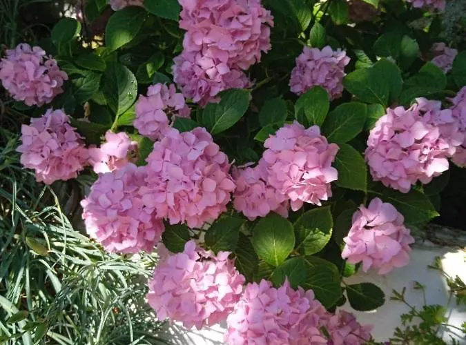 منزل ريفي Rosemary House *